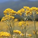 Immortelle de Corse bio - Huile essentielle – Image 2