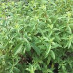 Verveine citronnée bio - Huile essentielle – Image 2