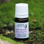 Eucalyptus globulus  bio - Huile essentielle