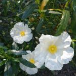 Ciste Ladanifère bio - Eau florale