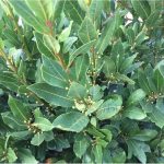 Laurier noble bio - Huile essentielle – Image 2