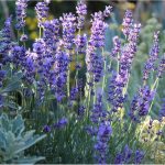 Lavandin super - Huile essentielle – Image 2