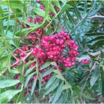 Lentisque pistachier bio - Huile essentielle