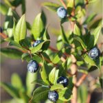 Myrte vert bio - Huile essentielle – Image 2