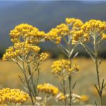Immortelle corse Bio (Hélichryse italienne) - Eau florale – Image 2
