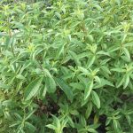 Verveine citronnée bio - Eau florale – Image 2