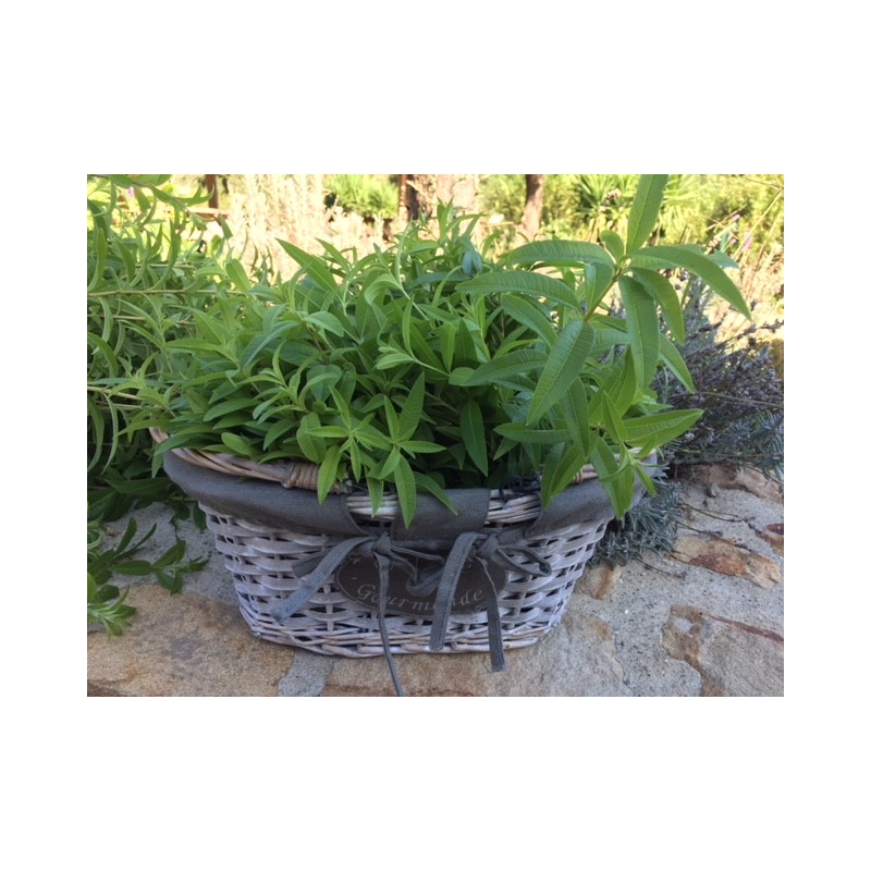 verveine-citronnee-feuilles-sechees Verveine citronnée (feuilles sechées) – Image 1