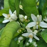 recharge AGRUMI di CORSICA Parfum d'ambiance 200ML