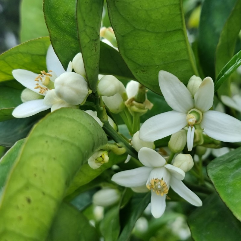 parfum-d-ambiance-bergamote-fleur-d-oranger (2) recharge BERGAMOTE FLEUR D'ORANGER Parfum d'ambiance 200ML – Image 1